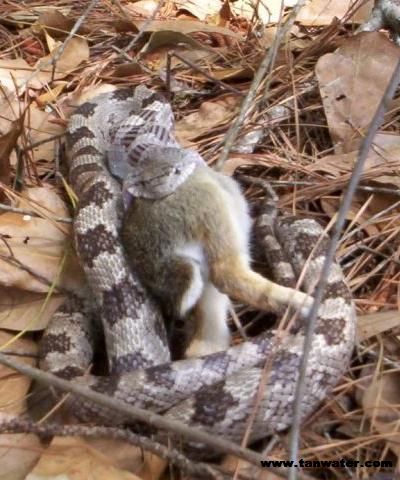 Snake crushes its prey as it eats